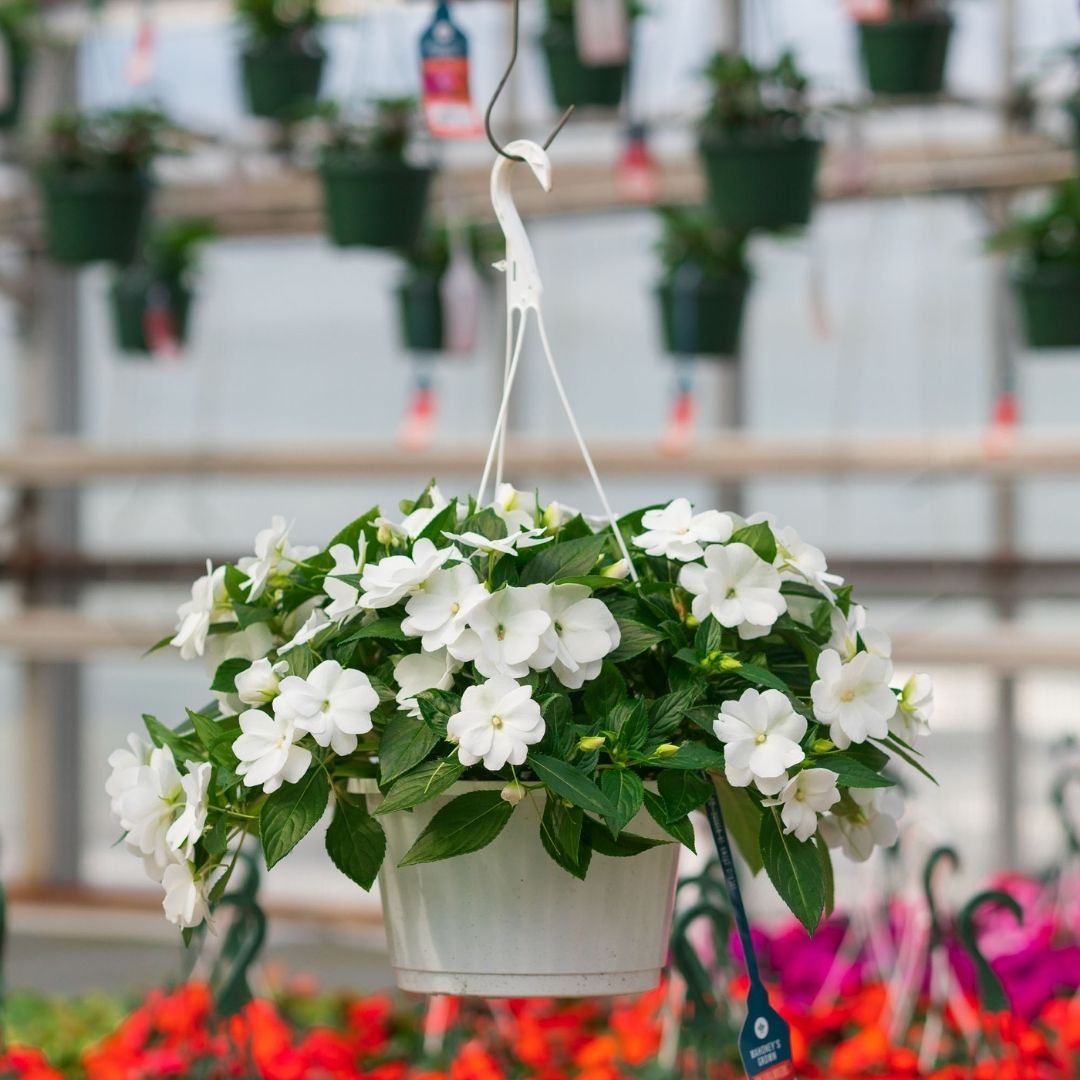 New Guinea Impatiens – Super Sonic White – 10″ Hanging Basket